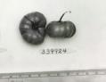 Click for 1 image(s) for this accession. FRUIT